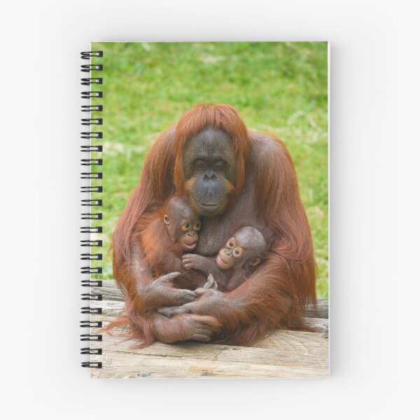 Item preview, Orangutan Family Bond designed and sold by rawshutterbug.