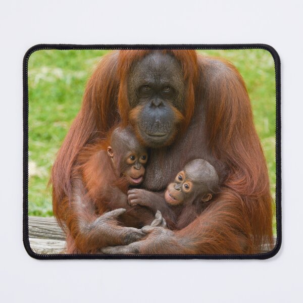 Item preview, Orangutan Family Bond designed and sold by rawshutterbug.