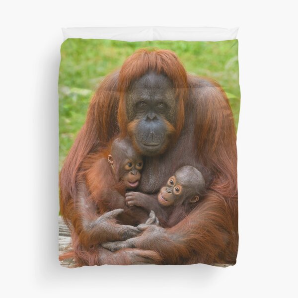 Item preview, Orangutan Family Bond designed and sold by rawshutterbug.