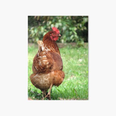 Vista previa del artículo con la obra «Isa brown chicken», diseñado y vendido por pawprintz.