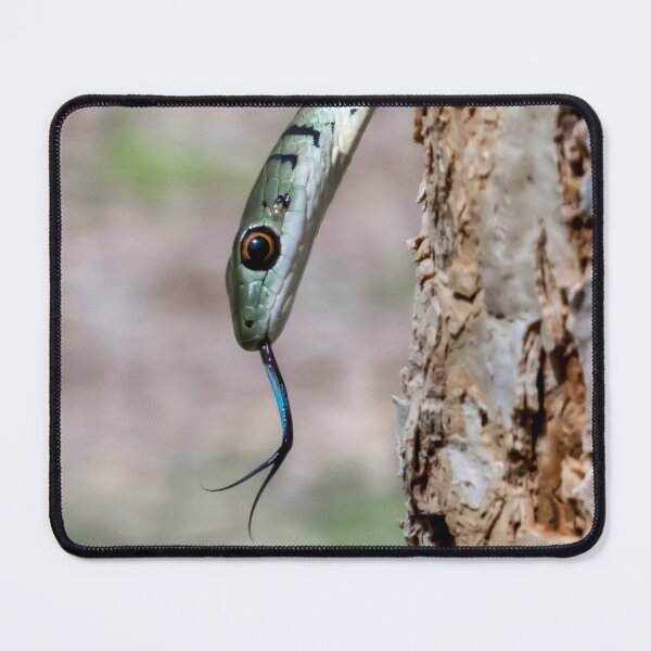 Item preview, Spotted Bush Snake (Philothamnus semivariegatus) designed and sold by Pixel Press Prints.