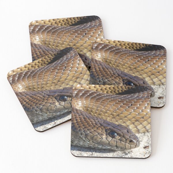 Item preview, Mole Snake (Pseudaspis cana) designed and sold by Pixel Press Prints.