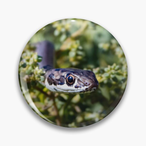 Item preview, Karoo Sand Snake (Psammophis notostictus) designed and sold by Pixel Press Prints.