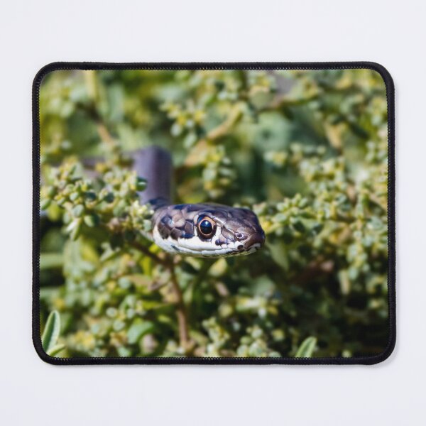 Item preview, Karoo Sand Snake (Psammophis notostictus) designed and sold by Pixel Press Prints.