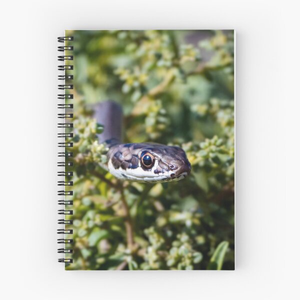 Item preview, Karoo Sand Snake (Psammophis notostictus) designed and sold by Pixel Press Prints.