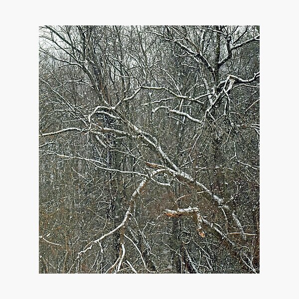 Item preview, Forest Snowfall designed and sold by bertsworks300.