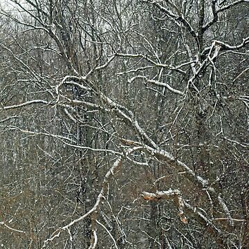 Artwork thumbnail, Forest Snowfall by bertsworks300