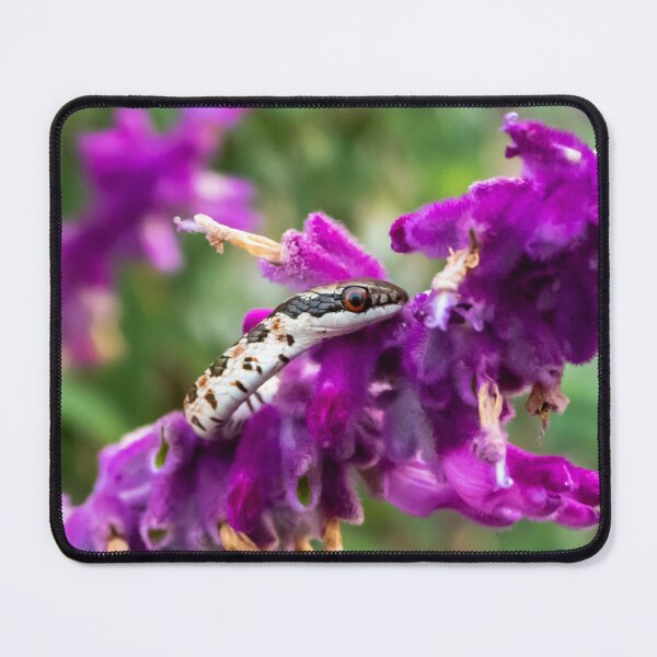 Item preview, Spotted Skaapsteker Snake (Psammophylax rhombeatus) designed and sold by Pixel Press Prints.