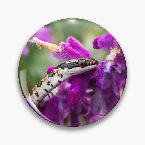 Item preview, Spotted Skaapsteker Snake (Psammophylax rhombeatus) designed and sold by Pixel Press Prints.