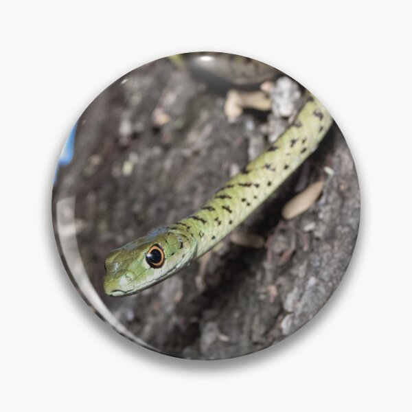 Item preview, Spotted Bush Snake (Philothamnus semivariegatus) designed and sold by Pixel Press Prints.