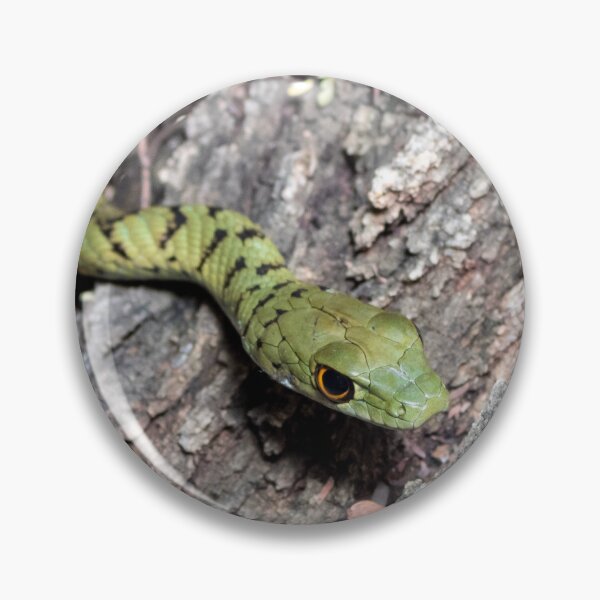 Item preview, Spotted Bush Snake (Philothamnus semivariegatus) designed and sold by Pixel Press Prints.