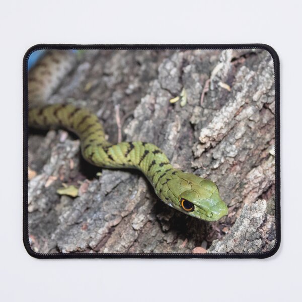 Item preview, Spotted Bush Snake (Philothamnus semivariegatus) designed and sold by Pixel Press Prints.