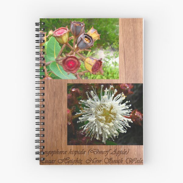 Item preview, Angophora hispida - mounted on wood. designed and sold by Arcane Botanica.