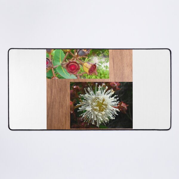 Item preview, Angophora hispida - mounted on wood. designed and sold by Arcane Botanica.