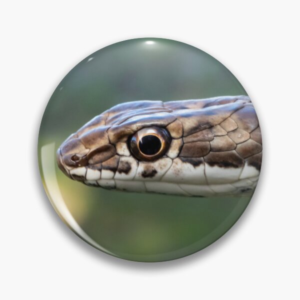 Item preview, Karoo Sand Snake (Psammophis notostictus) designed and sold by Pixel Press Prints.