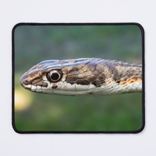 Item preview, Karoo Sand Snake (Psammophis notostictus) designed and sold by Pixel Press Prints.