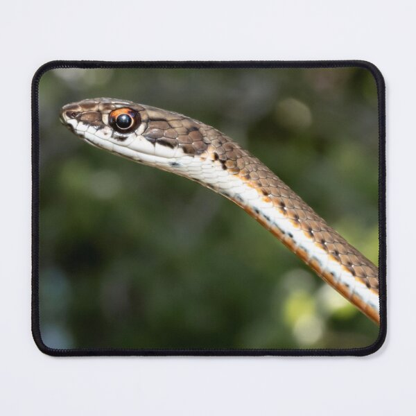 Item preview, Karoo Sand Snake (Psammophis notostictus) designed and sold by Pixel Press Prints.