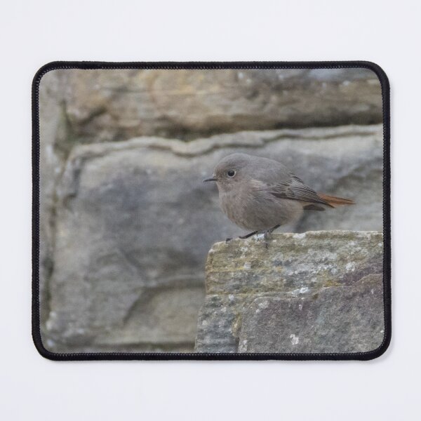 Item preview, Black Redstart designed and sold by LaurenTucker.