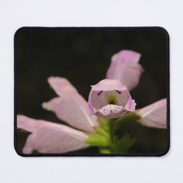 Item preview, Blume looks at me designed and sold by fribo.