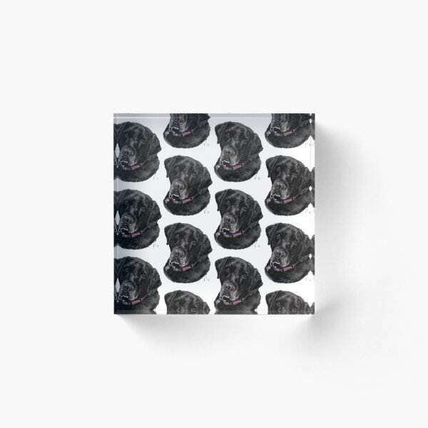 Sweet Old Black Labrador Retriever Acrylic Block