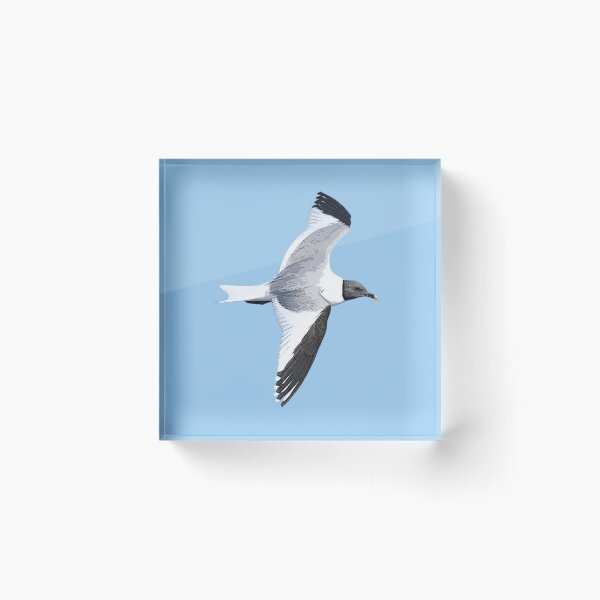 Item preview, Sabine's Gull Flying Color Design  designed and sold by designsasstultd.