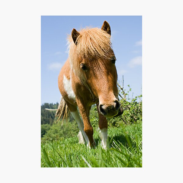 Mini Horse Photographic Print