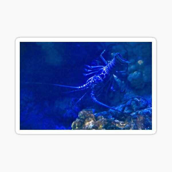 Item preview, Underwater Scene, Orlando, Florida 2 designed and sold by jrtwynam.