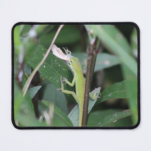 Item preview, Lizard caught a meal designed and sold by Birdgirlcreates.