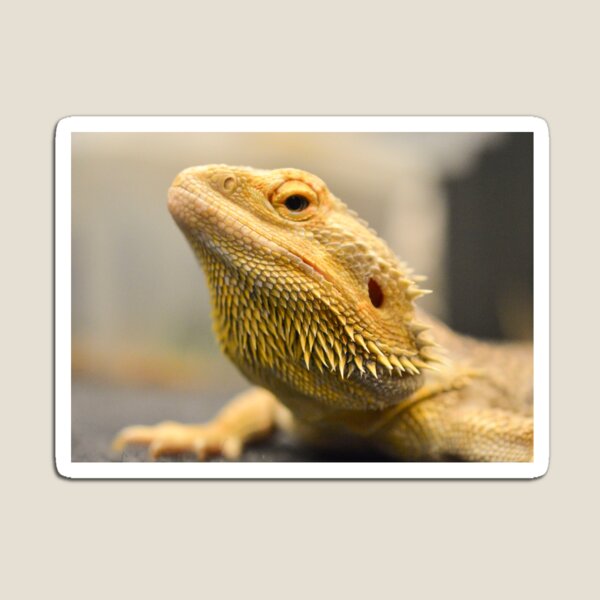 Item preview, Bearded Dragon designed and sold by JoBling.