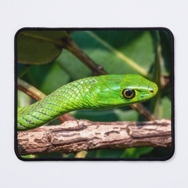 Item preview, Eastern Natal Green Snake (Philothamnus natalensis) designed and sold by Pixel Press Prints.