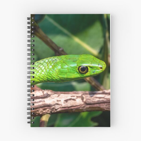 Item preview, Eastern Natal Green Snake (Philothamnus natalensis) designed and sold by Pixel Press Prints.
