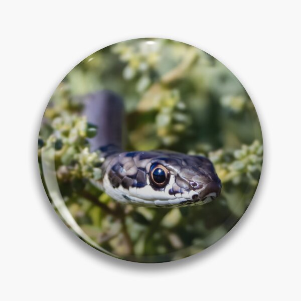 Item preview, Karoo Sand Snake (Psammophis notostictus) designed and sold by Pixel Press Prints.