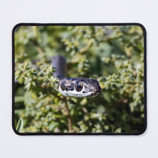 Item preview, Karoo Sand Snake (Psammophis notostictus) designed and sold by Pixel Press Prints.