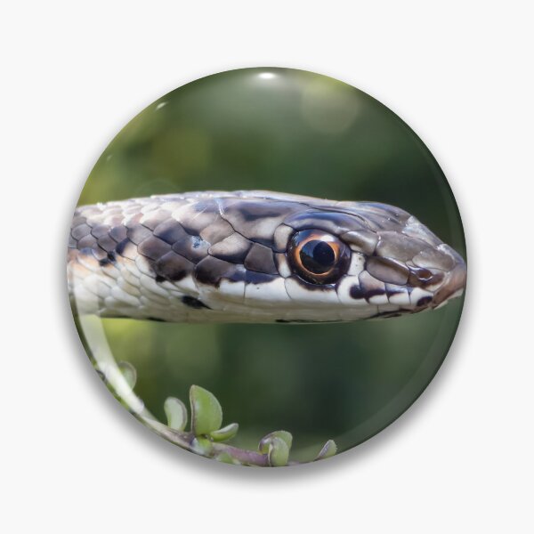 Item preview, Karoo Sand Snake (Psammophis notostictus) designed and sold by Pixel Press Prints.