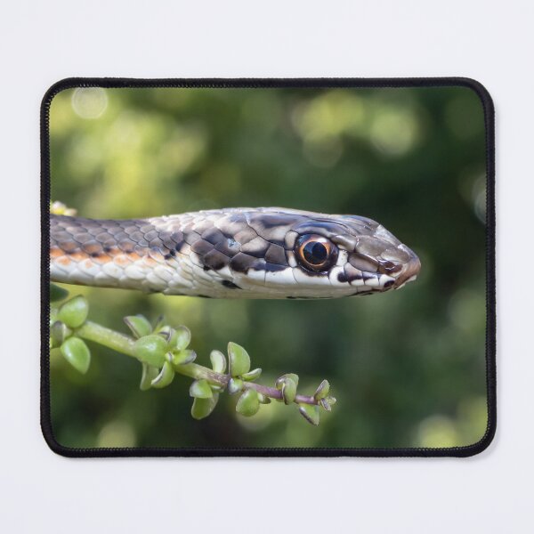 Item preview, Karoo Sand Snake (Psammophis notostictus) designed and sold by Pixel Press Prints.