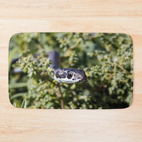 Item preview, Karoo Sand Snake (Psammophis notostictus) designed and sold by Pixel Press Prints.