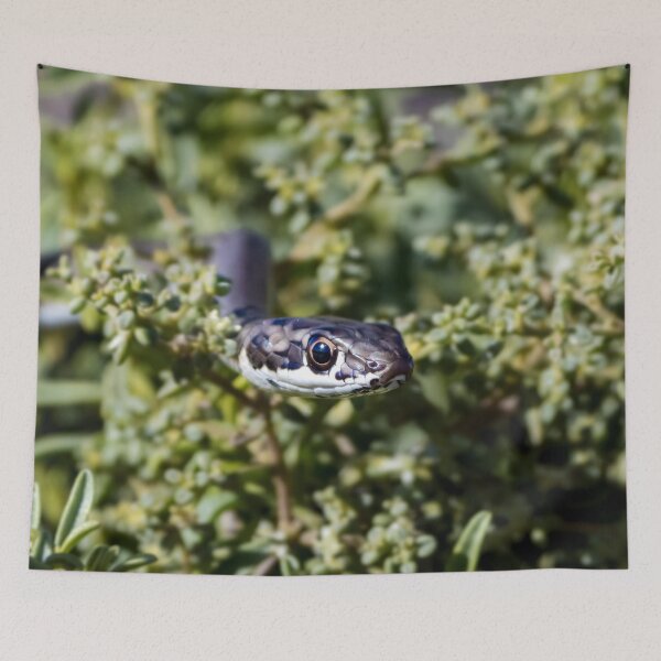 Item preview, Karoo Sand Snake (Psammophis notostictus) designed and sold by Pixel Press Prints.
