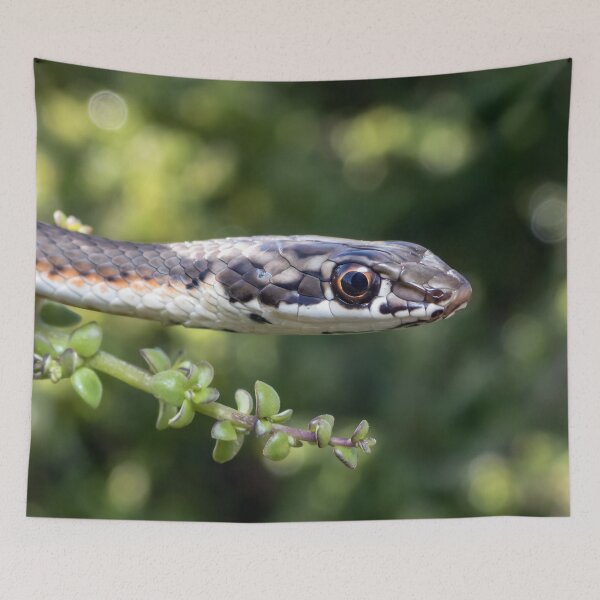 Item preview, Karoo Sand Snake (Psammophis notostictus) designed and sold by Pixel Press Prints.