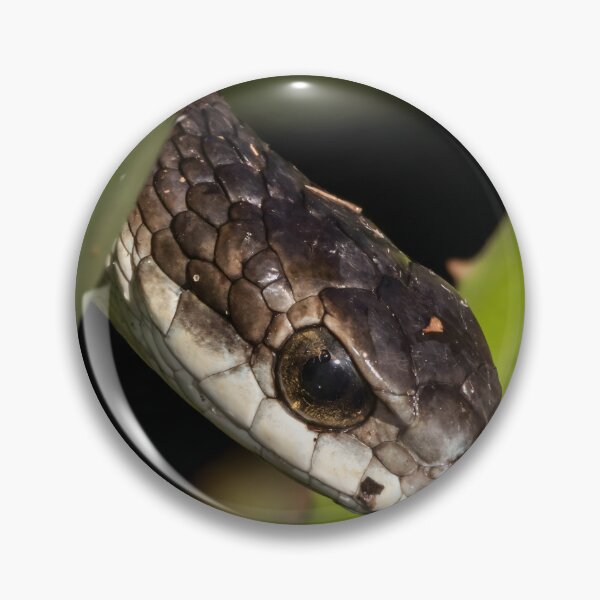 Item preview, Boomslang (Dispholidus typus) designed and sold by Pixel Press Prints.