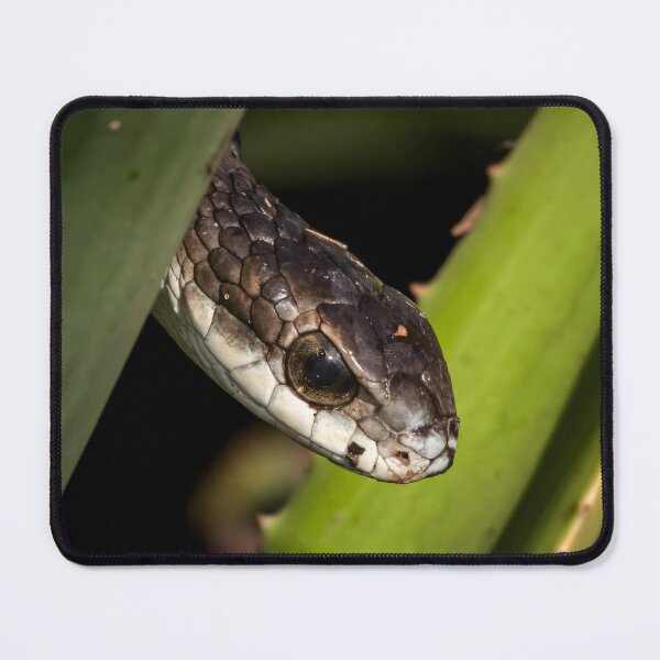 Item preview, Boomslang (Dispholidus typus) designed and sold by Pixel Press Prints.