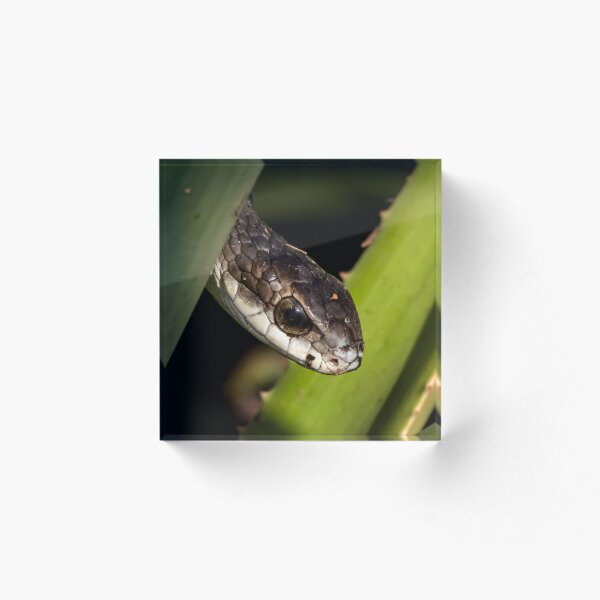 Item preview, Boomslang (Dispholidus typus) designed and sold by Pixel Press Prints.