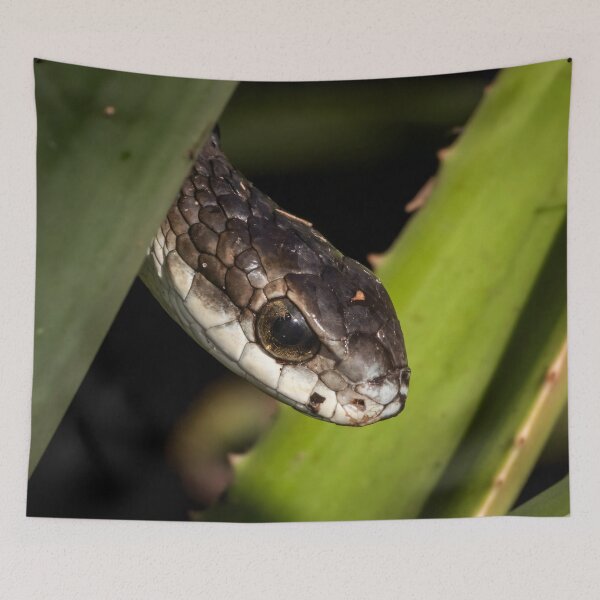 Item preview, Boomslang (Dispholidus typus) designed and sold by Pixel Press Prints.