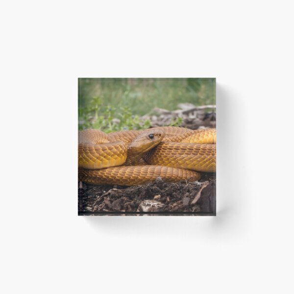 Item preview, Cape Cobra (Naja nivea) designed and sold by Pixel Press Prints.