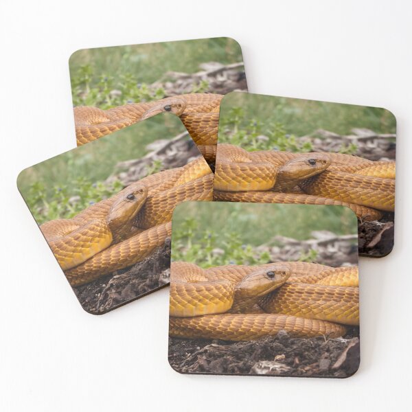 Item preview, Cape Cobra (Naja nivea) designed and sold by Pixel Press Prints.
