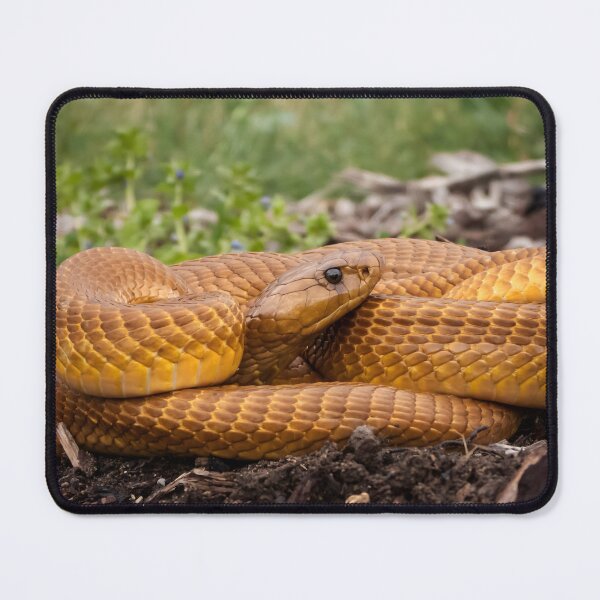 Item preview, Cape Cobra (Naja nivea) designed and sold by Pixel Press Prints.