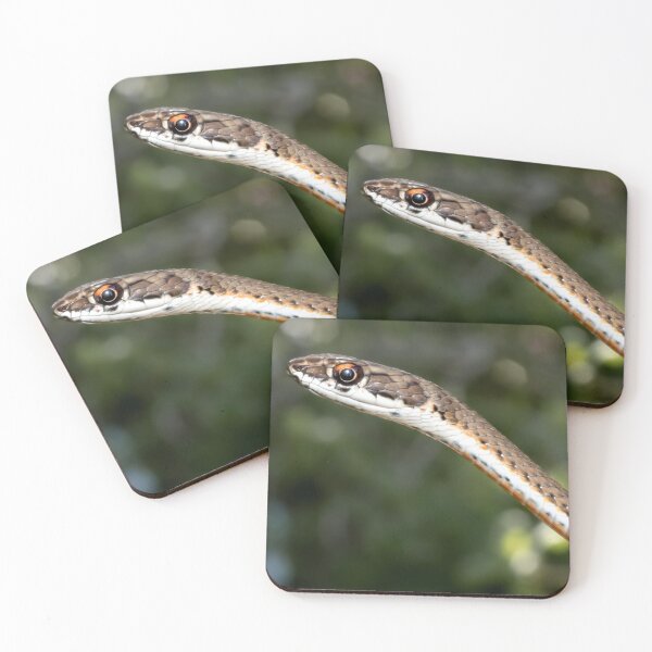 Item preview, Karoo Sand Snake (Psammophis notostictus) designed and sold by Pixel Press Prints.