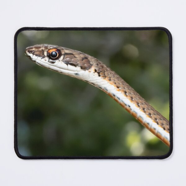 Item preview, Karoo Sand Snake (Psammophis notostictus) designed and sold by Pixel Press Prints.