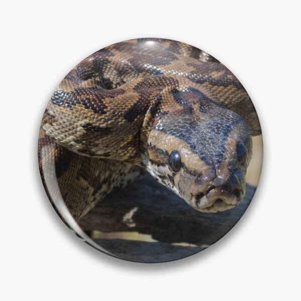 Item preview, Southern African Python (Python natalensis) designed and sold by Pixel Press Prints.