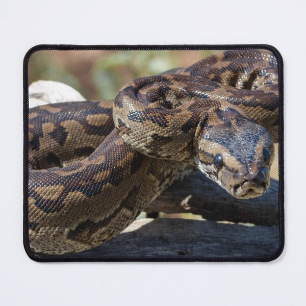 Item preview, Southern African Python (Python natalensis) designed and sold by Pixel Press Prints.