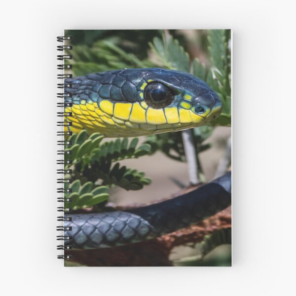 Item preview, Boomslang (Dispholidus typus) designed and sold by Pixel Press Prints.